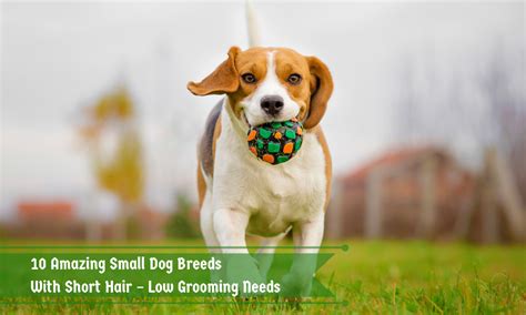 10 Amazing Small Dog Breeds with Short Hair - Low Grooming Needs