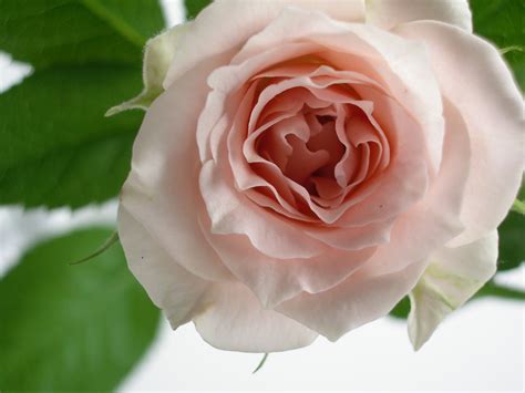 Pink rose