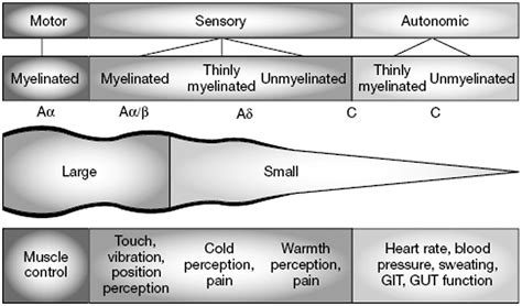 A,B,C Fibers of peripheral nerves