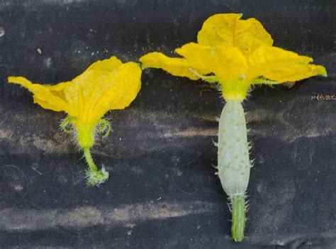 Male and Female Cucumber Flowers | All-America Selections