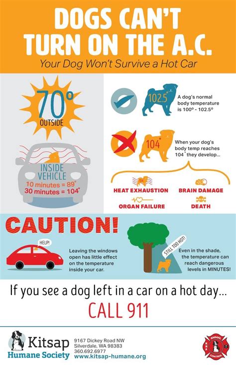 Kitsap Humane Society | How to Make the Most of Hot Summer Weather: Pet Safety Tips