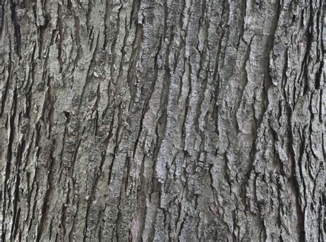 Silver Maple Bark | ClipPix ETC: Educational Photos for Students and ...