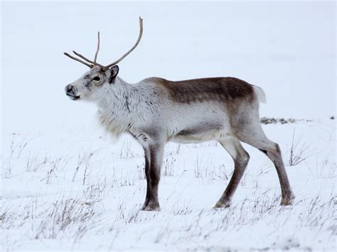 Grazing With Iceland’s Reindeer – Herds of Wild Reindeer Prosper in East Iceland