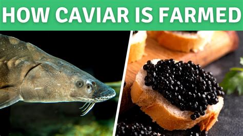 How Sturgeon Caviar is Farmed - White Sturgeon Fish Farming at Sterling Caviar - YouTube