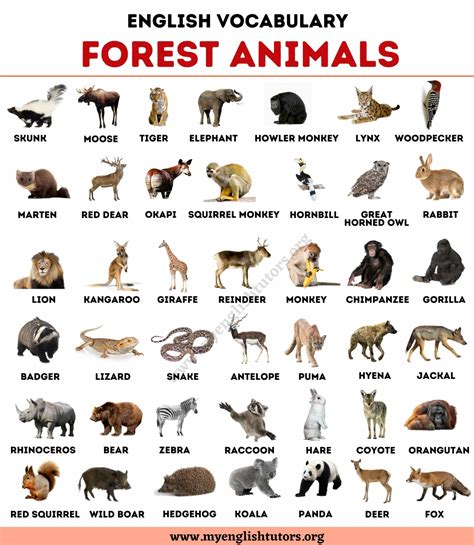 Forest Animals: List of 40+ Animals Living in the Forest – My English ...