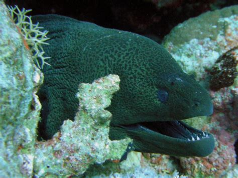 Giant Moray Eel | Flickr - Photo Sharing!