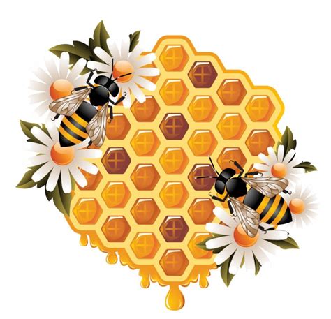 Honey Bee Honeycomb Beehive, PNG, 888x858px, Bee, Beehive, Bumblebee ...