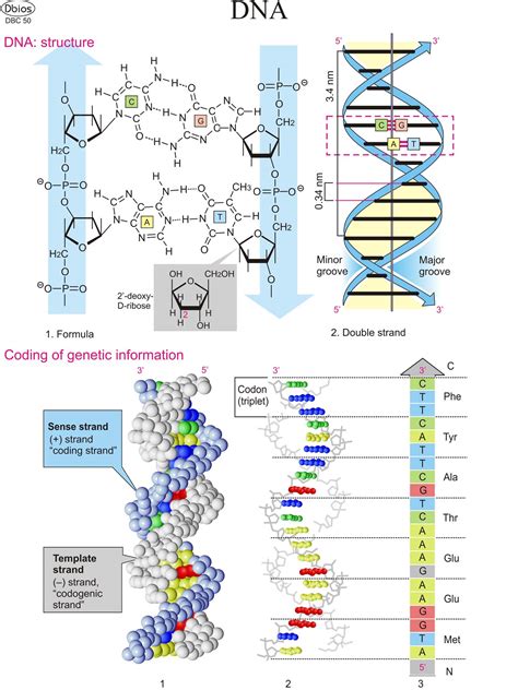 Biochemistry Charts – For Classes, Not Masses