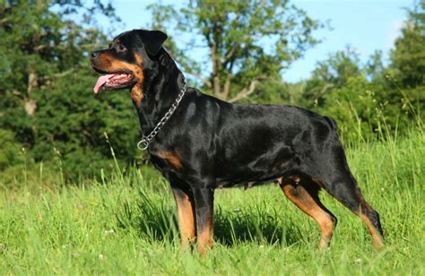 Rottweiler Breed Information Guide: Traits & Care | BARK Post