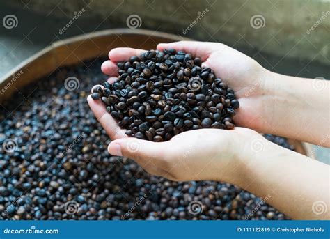 Kopi Luwak Coffee Beans in the Sulight Stock Image - Image of asia, agriculture: 111122819