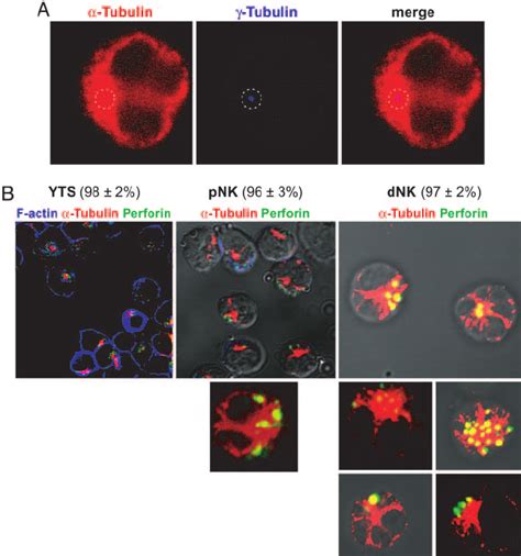 Perforin containing granules are clustered around the MTOC in resting... | Download Scientific ...