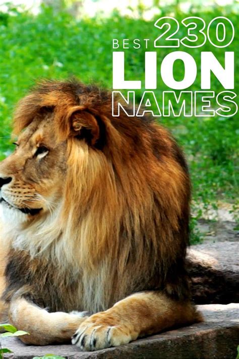 Best 230 Lion Names (Female and Male Lion Names) + names that mean ...