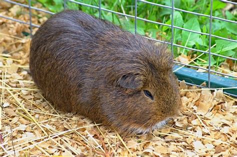 170+ Best Brown Guinea Pig Names For Your Cute Furry Pet