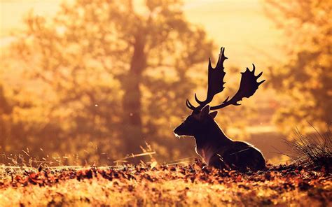 Top 999+ Deer Wallpaper Full HD, 4K Free to Use