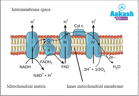 Electron Transport Chain Diagram & Oxidative Phosphorylation | AESL