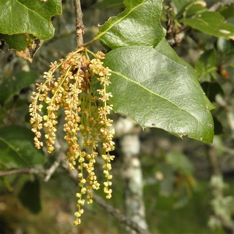 live-oak-flowers – Nature in Novato