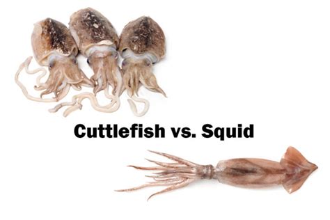 Cuttlefish vs. Squid: What’s the Difference? - Oli And Alex