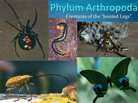 PPT - Phylum Arthropoda PowerPoint Presentation, free download - ID:1756180