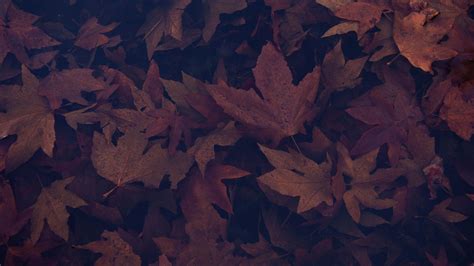 Autumn Leaves Dark Wallpapers - Wallpaper Cave