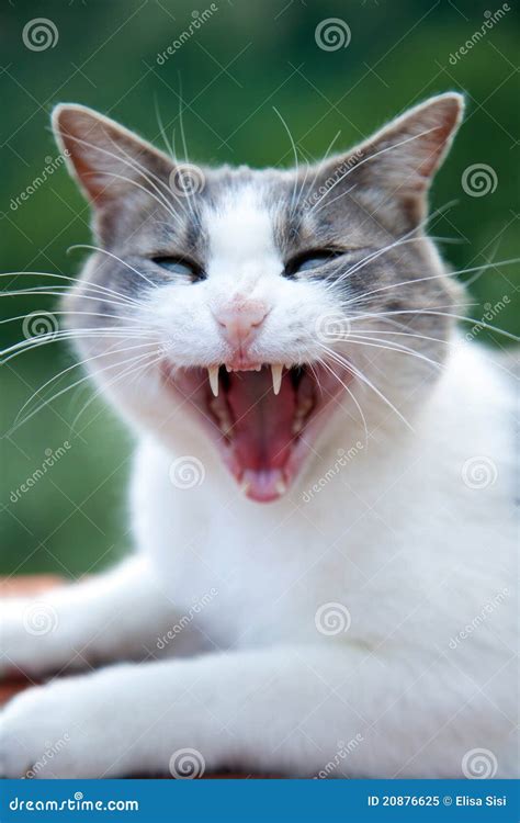 Angry Cat With Open Mouth Royalty Free Stock Photo - Image: 20876625