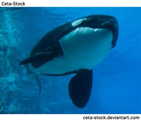 Orca Underwater 13 by Ceta-Stock on DeviantArt