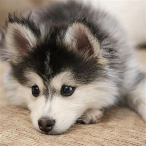 10 Most Popular Images Of Baby Huskies FULL HD 1080p For PC Background 2024