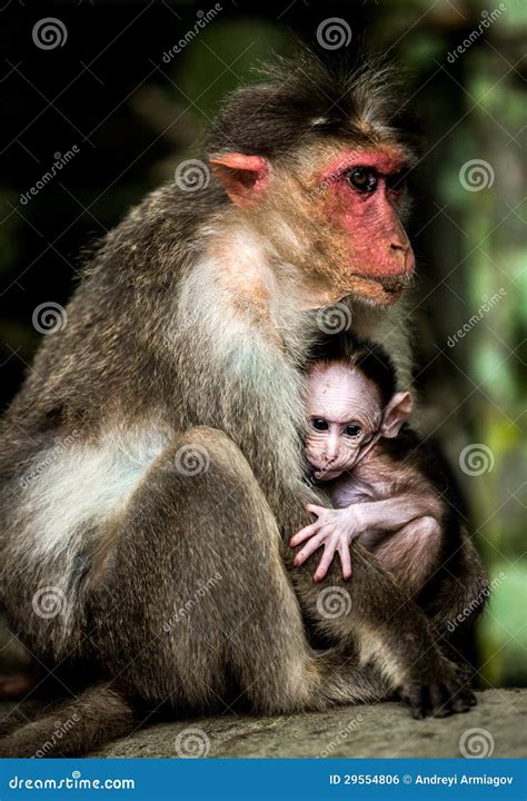 Baby Monkey - Macacus Mulatta Also Called The Rhesus Monkey Stock Photo ...