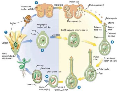 In Which Plants' Life Cycle Does Double Fertilization Occur? - Plants FA