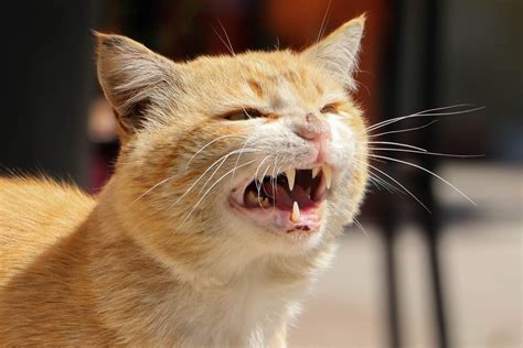 Why Does Your Cat Hiss? — The Reasons Behind This Cat Noise