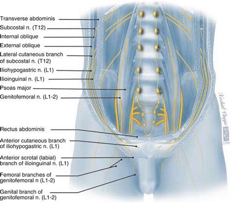 Diagram Of Groin Area Groin Area Anatomy Anatomy Drawing Diagram | Porn ...