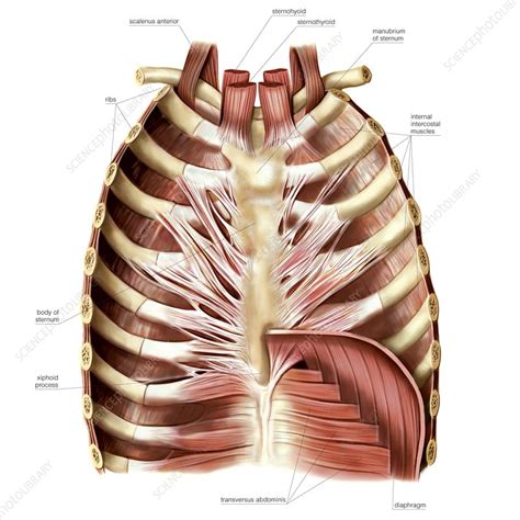 Muscles of anterior thoracic wall - Stock Image - C020/0416 - Science ...