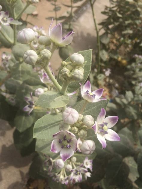 Aak flower stock photo. Image of white, plant, flower - 79277146