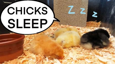 CUTENESS OVERLOAD | WATCH 2 DAYS OLD BABY CHICKS | HOW BABY CHICKS SLEEP (CHICKEN SLEEP) - YouTube