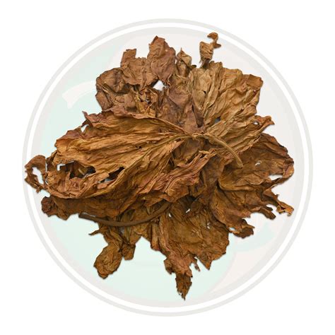 Nicotiana Rustica Wild Tobacco Aztec Tobacco Ucuch mapacho thuoc lao - All Leaf