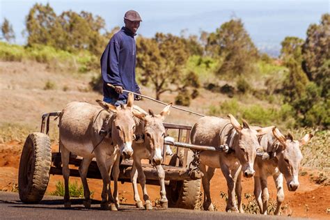 Bringing Insurance to Smallhold Farmers - Positive Returns - Medium