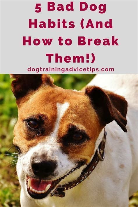 5 Bad Dog Habits (And How to Break Them!) - Dog Training Advice Tips | Dog bad habits, Bad dog ...