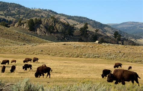 Hunts threaten population of Yellowstone bison, group says | Fox News