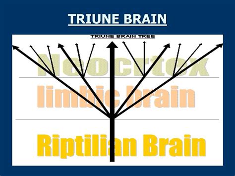 PPT - Possible Applications of Triune Brain Theory in Developmental Disorders PowerPoint ...