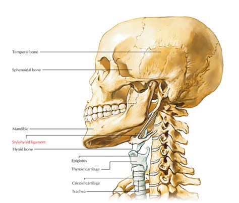 Stylohyoid Ligament – Earth's Lab