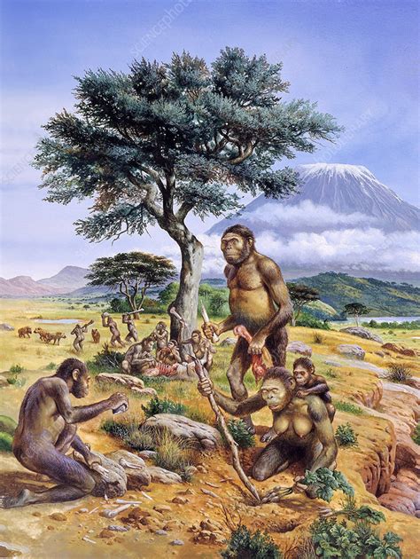 Australopithecus Afarensis Habitat