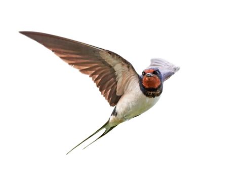 Barn Swallow Nesting (All You Need To Know) | Birdfact