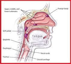 Fungsi Tenggorokan Dan Usus