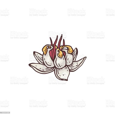 Hand Drawn Cocoa Flower Engraving Style Colored Vector Illustration ...