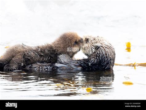 Young Sea Otter Pup Kissing Mom Stock Photo - Alamy