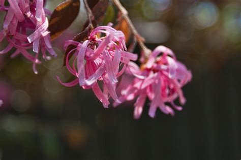 How to Care for Loropetalum Plants (with Pictures) | eHow