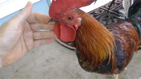 573 Cute and Funny Rooster Names that Are Actually Good - Animal Hype