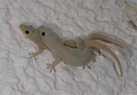 Pin on geckos