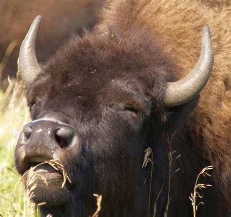 Bison in the Bison Range in Riding Mountain National Park | Flickr