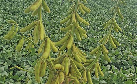 A six-step method for maximising soya bean yield