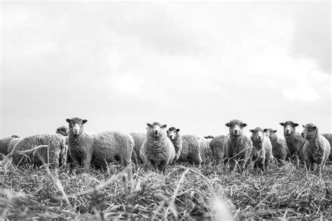 All About Sheep Farming in Australia